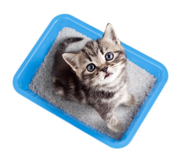 Arena para gatos