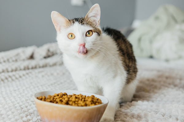 Gato blanco comiendo