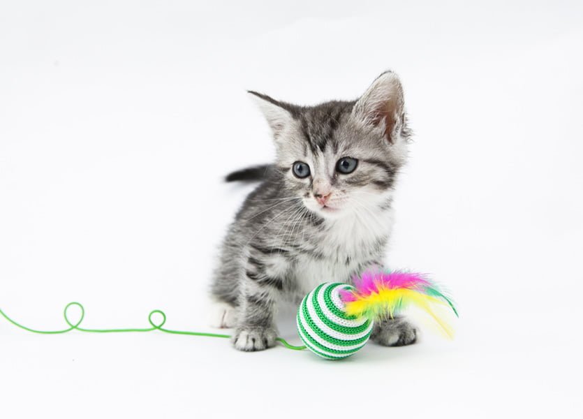 gatito jugando con una pelota