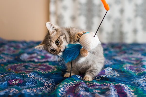 juguetes de gato