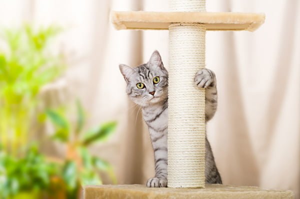 rascador arbol para gato