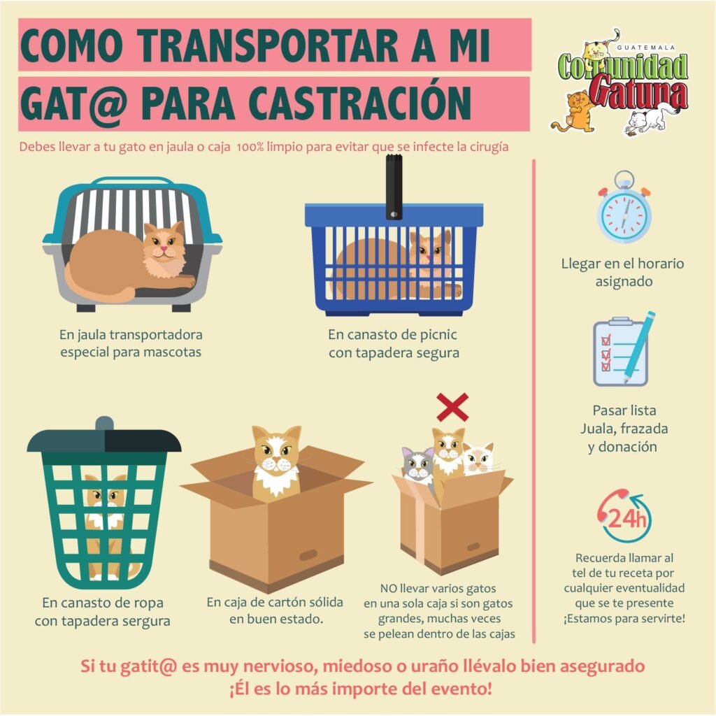 Como hacer una transportadora para gatos