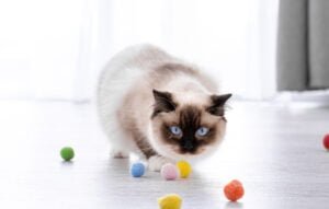 Gato Jugando con bolitas de estambre