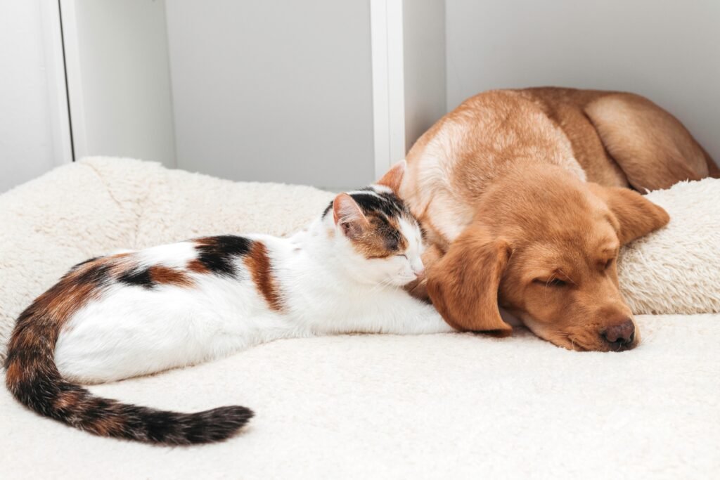 perros y gatos viviendo en armonía